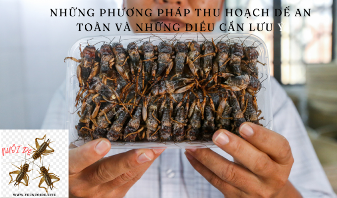 Những phương pháp thu hoạch dế an toàn và những điều cần lưu ý