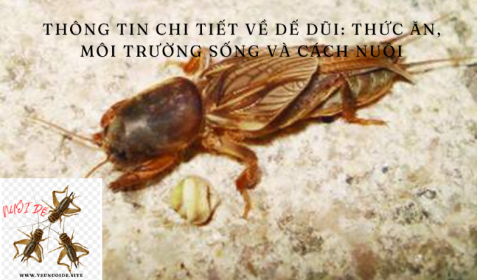 Thông tin chi tiết về dế dũi (Nemobius sylvestris): Thức ăn, môi trường sống và cách nuôi