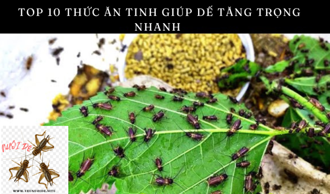 Top 10 thức ăn tinh giúp dế tăng trọng nhanh