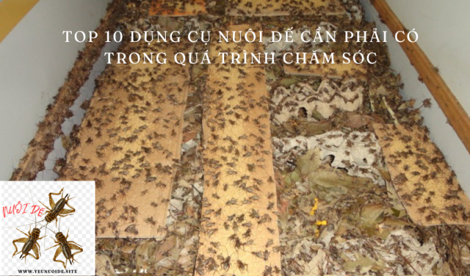 Top 10 dụng cụ nuôi dế cần phải có trong quá trình chăm sóc