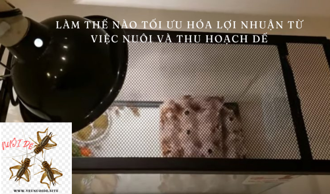 Làm thế nào tối ưu hóa lợi nhuận từ việc nuôi và thu hoạch dế: Bí quyết hiệu quả