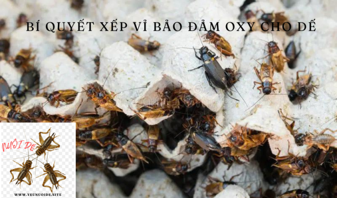 Bí quyết xếp vỉ bảo đảm oxy cho dế