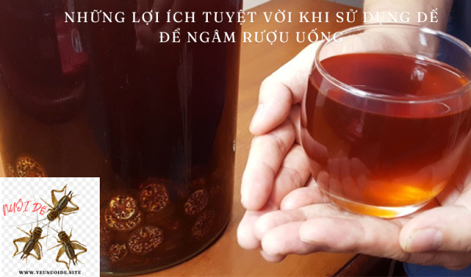 Những lợi ích tuyệt vời khi sử dụng dế để ngâm rượu uống