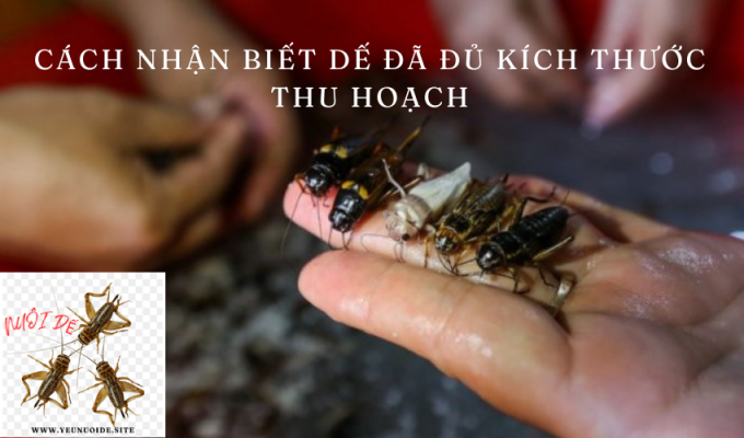 Cách nhận biết dế đã đủ kích thước thu hoạch