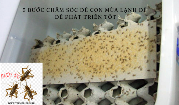 5 Bước Chăm sóc Dế Con Mùa Lạnh để Dế Phát Triển Tốt