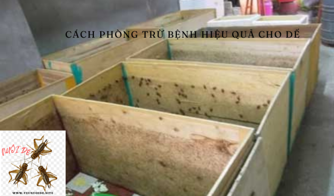 Cách phòng trừ bệnh hiệu quả cho dế