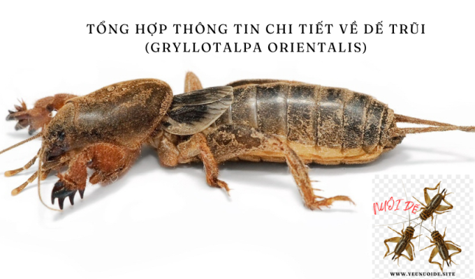 Tổng hợp thông tin chi tiết về dế trũi (Gryllotalpa orientalis)