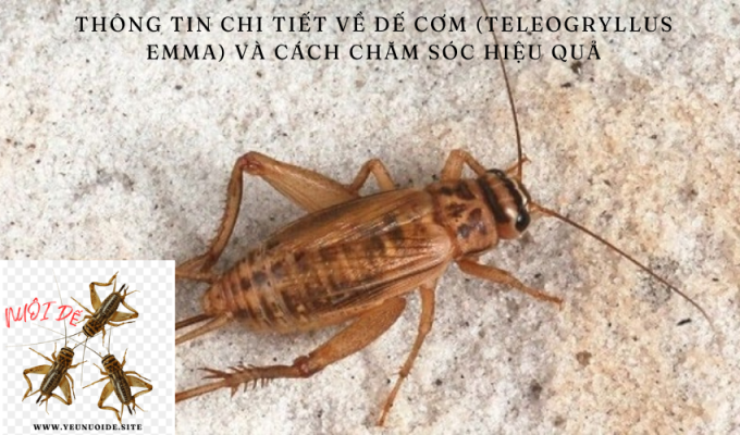 Thông tin chi tiết về dế cơm (Teleogryllus emma) và cách chăm sóc hiệu quả