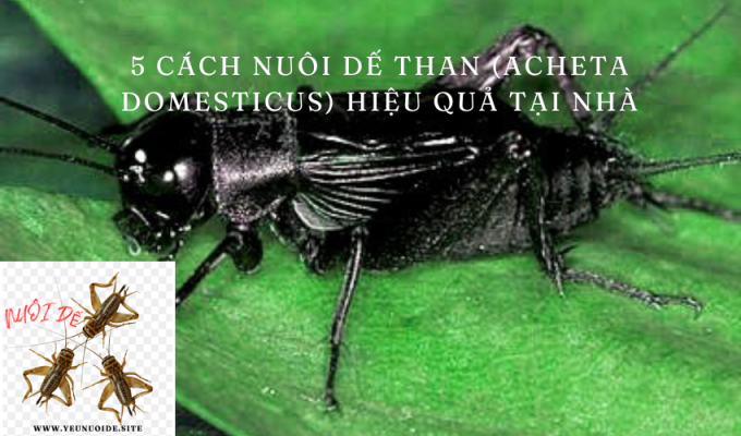 5 cách nuôi dế than (Acheta domesticus) hiệu quả tại nhà