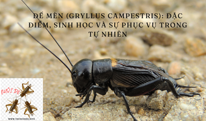 Dế mèn (Gryllus campestris): Đặc điểm, Sinh học và Sự phục vụ trong tự nhiên