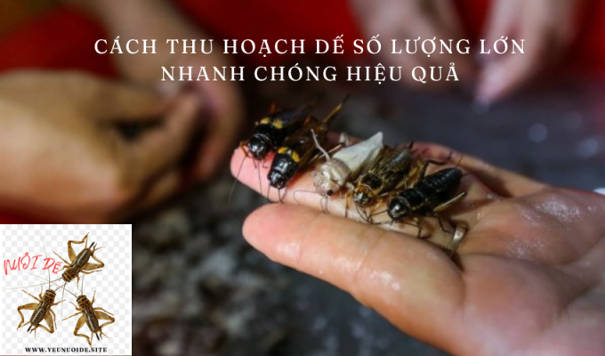 Cách thu hoạch dế số lượng lớn nhanh chóng hiệu quả