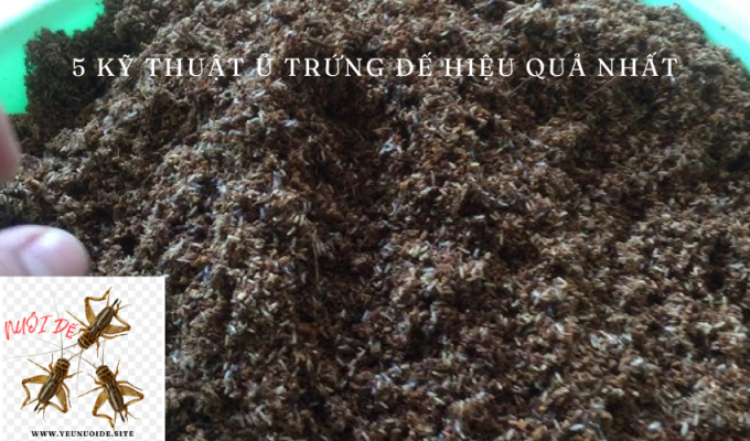 5 Kỹ thuật ủ trứng dế hiệu quả nhất