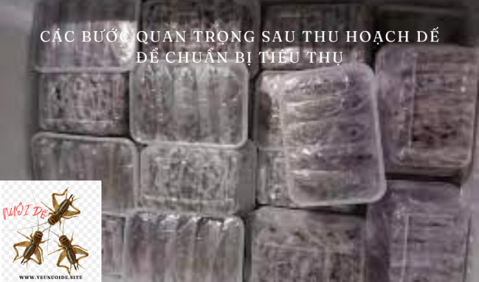 Các bước quan trọng sau thu hoạch dế để chuẩn bị tiêu thụ