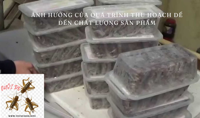 Ảnh hưởng của quá trình thu hoạch dế đến chất lượng sản phẩm