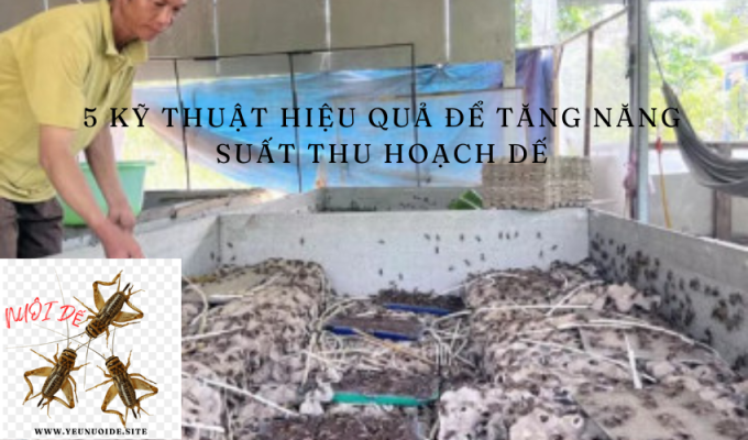 5 kỹ thuật hiệu quả để tăng năng suất thu hoạch dế