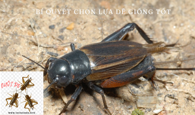 Bí quyết chọn lựa dế giống tốt