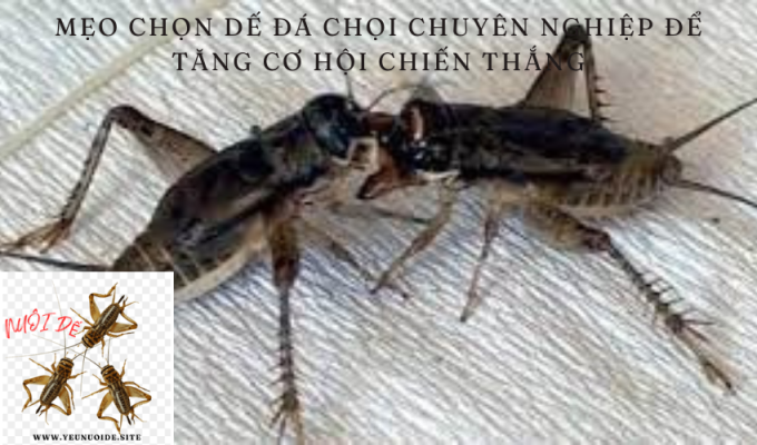 Mẹo chọn dế đá chọi chuyên nghiệp để tăng cơ hội chiến thắng