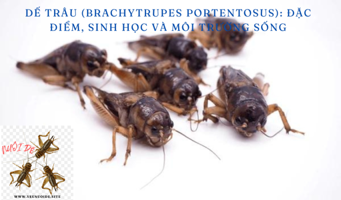 Dế trâu (Brachytrupes portentosus): Đặc điểm, Sinh học và Môi trường sống